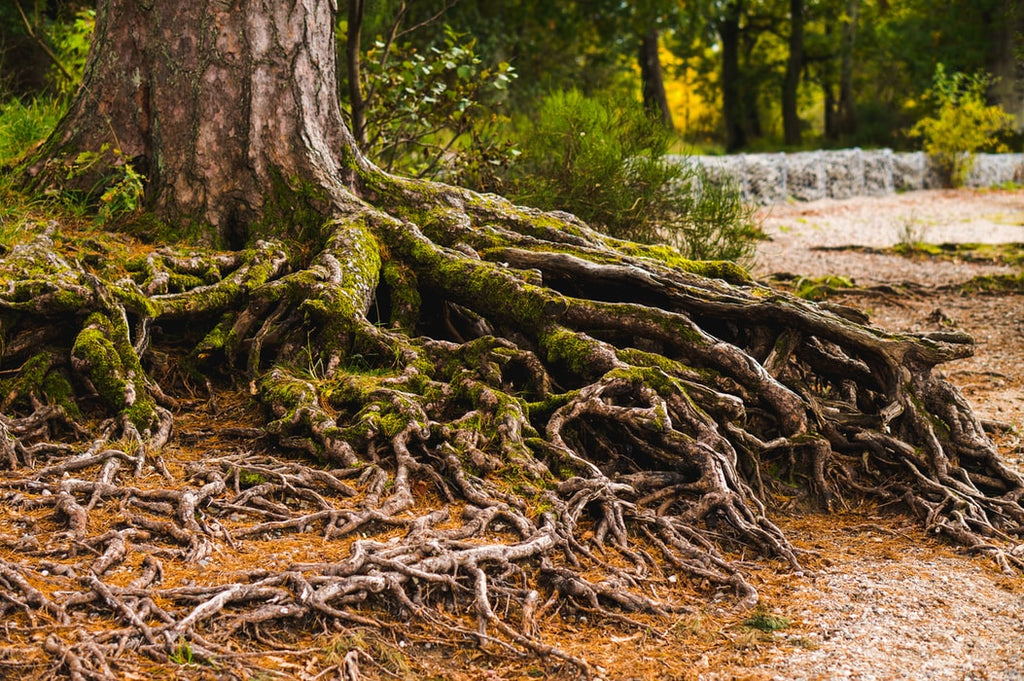 What is God uprooting in your life?